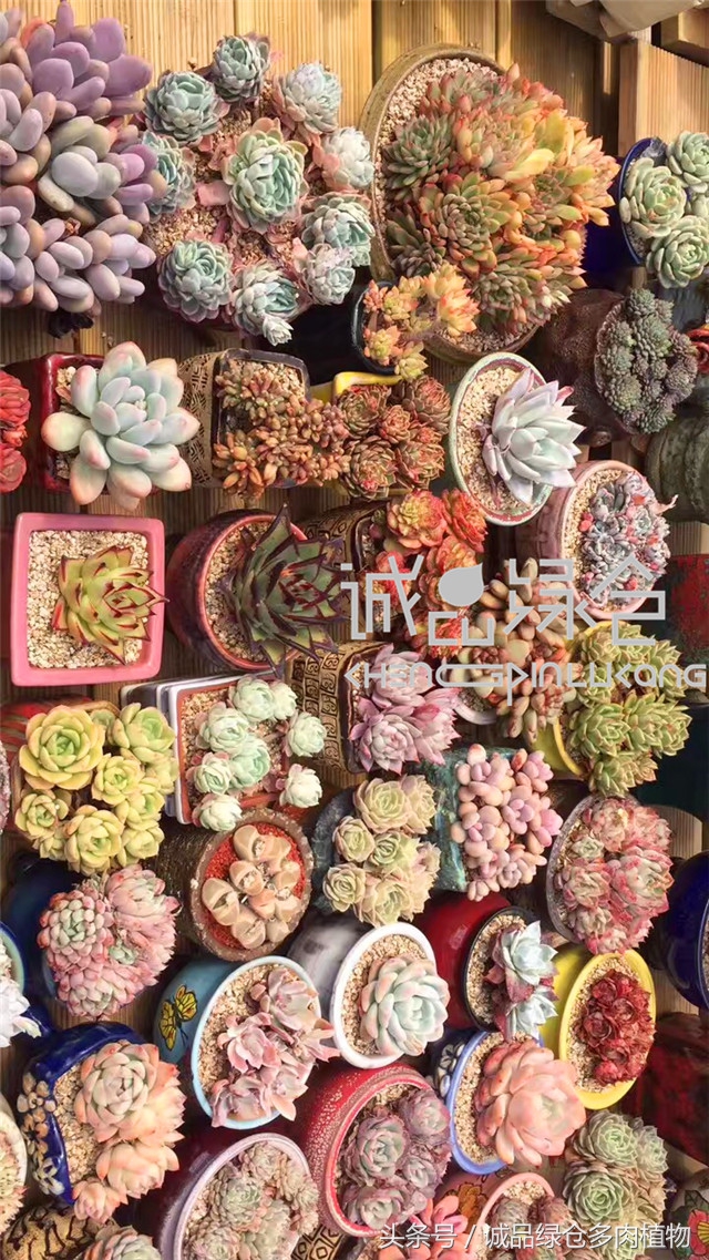 美爆了的韩国多肉植物大棚