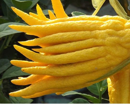 农村五个赚钱行业,农村农民躺着赚钱的项目有哪几个