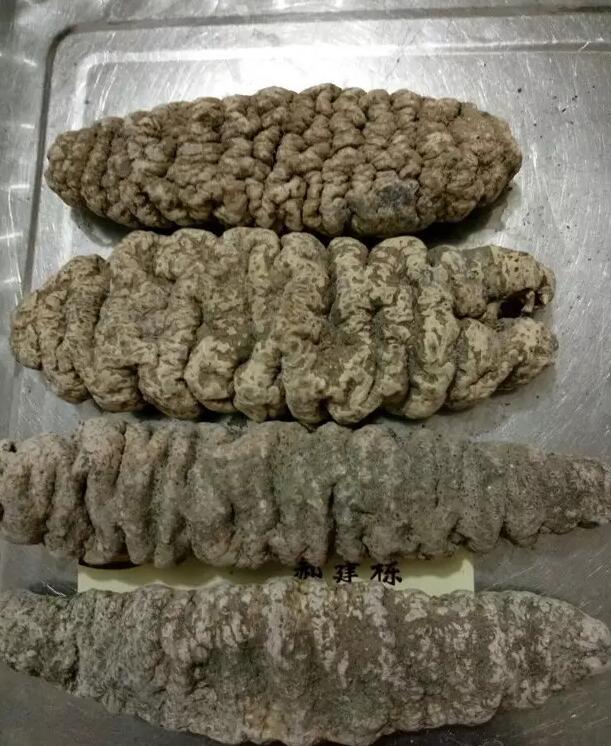 你知道世界上的鱼类有多少个,你知道的海底世界有多少种鱼