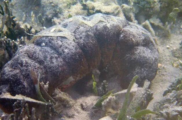 你知道世界上的鱼类有多少个,你知道的海底世界有多少种鱼