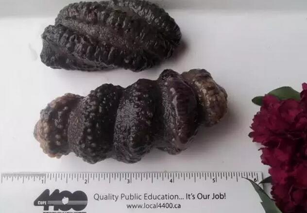 你知道世界上的鱼类有多少个,你知道的海底世界有多少种鱼