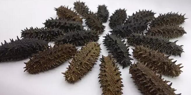 你知道世界上的鱼类有多少个,你知道的海底世界有多少种鱼