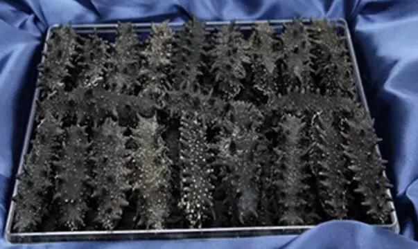 你知道世界上的鱼类有多少个,你知道的海底世界有多少种鱼