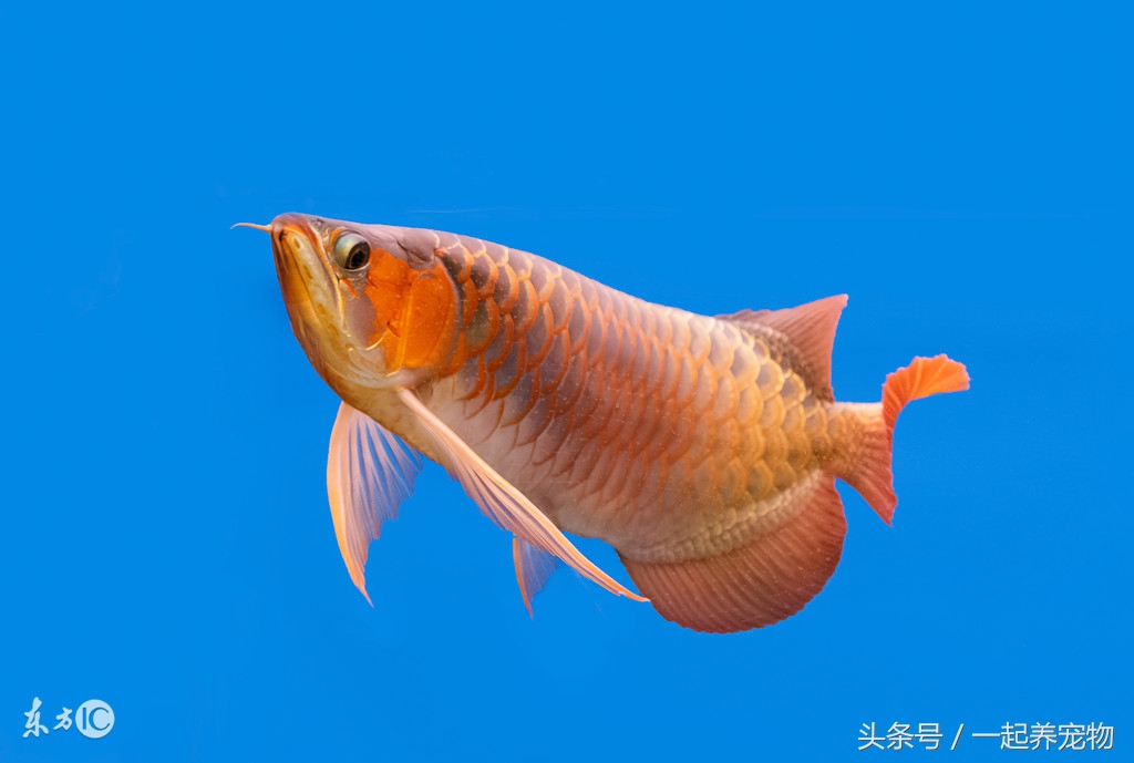 金龙鱼掉鳞多久能恢复原来的颜色,金龙鱼掉鳞片怎么办