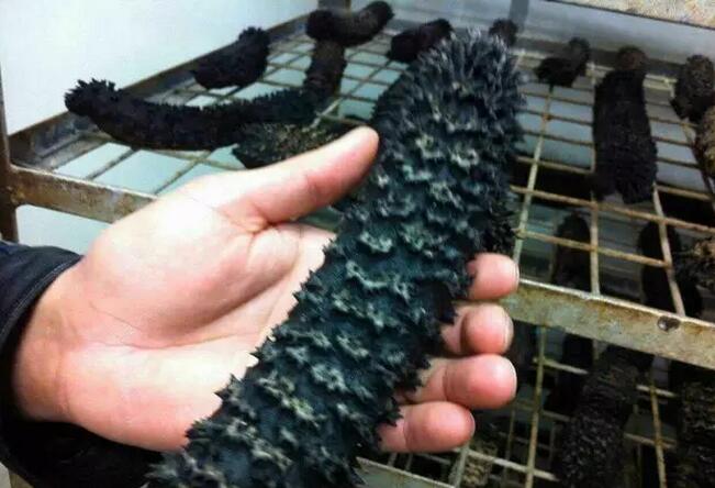 你知道世界上的鱼类有多少个,你知道的海底世界有多少种鱼