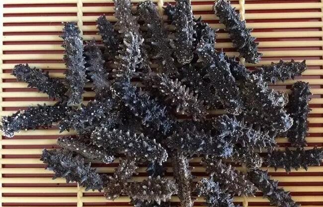 你知道世界上的鱼类有多少个,你知道的海底世界有多少种鱼