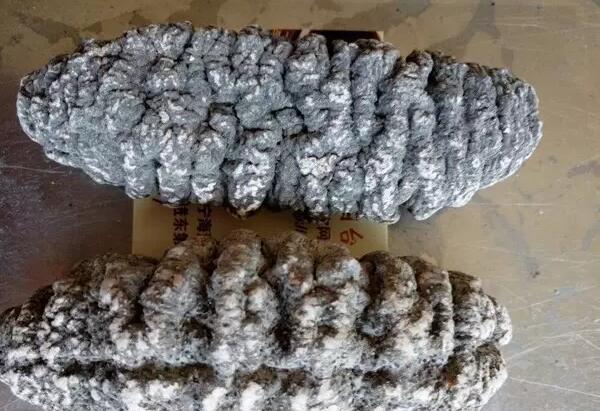 你知道世界上的鱼类有多少个,你知道的海底世界有多少种鱼