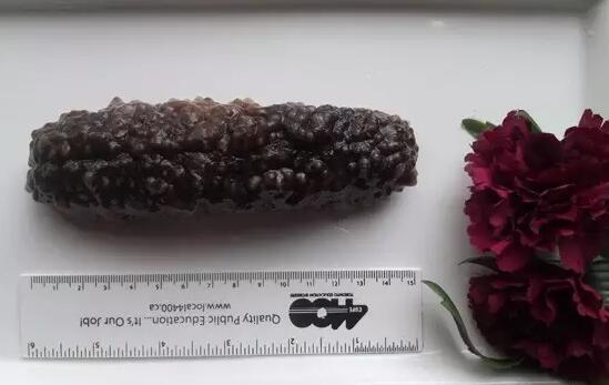 你知道世界上的鱼类有多少个,你知道的海底世界有多少种鱼