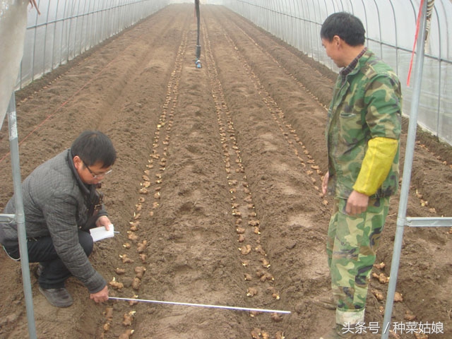 生姜种植的步骤和方法,生姜种植方法详细步骤
