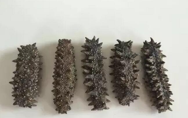 你知道世界上的鱼类有多少个,你知道的海底世界有多少种鱼