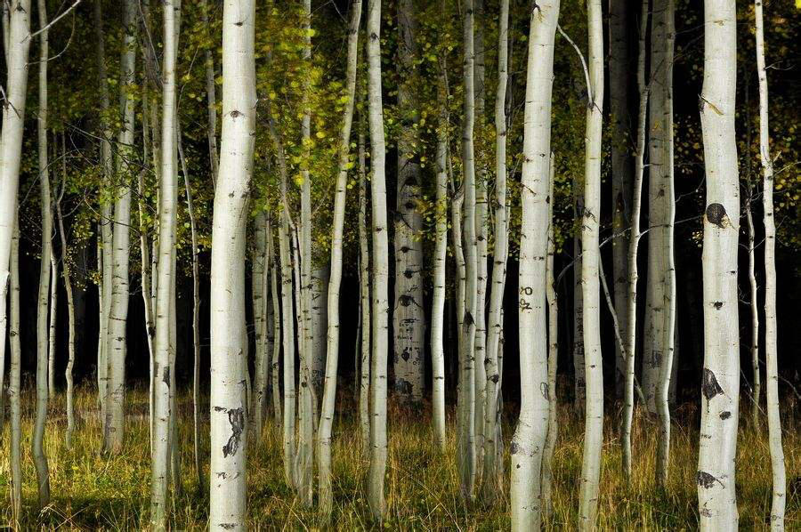 茂密的白杨树,东高地的白杨树