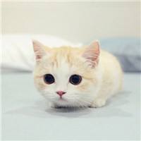 养宠小知识猫咪感冒吃什么,猫咪喂养中容易出现的身体问题