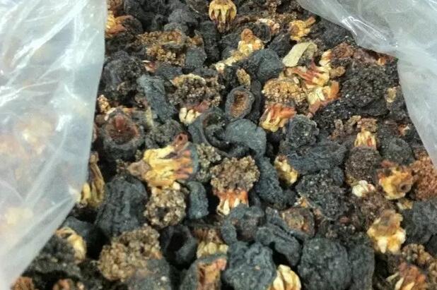 你知道世界上的鱼类有多少个,你知道的海底世界有多少种鱼