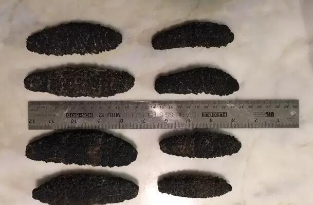 你知道世界上的鱼类有多少个,你知道的海底世界有多少种鱼