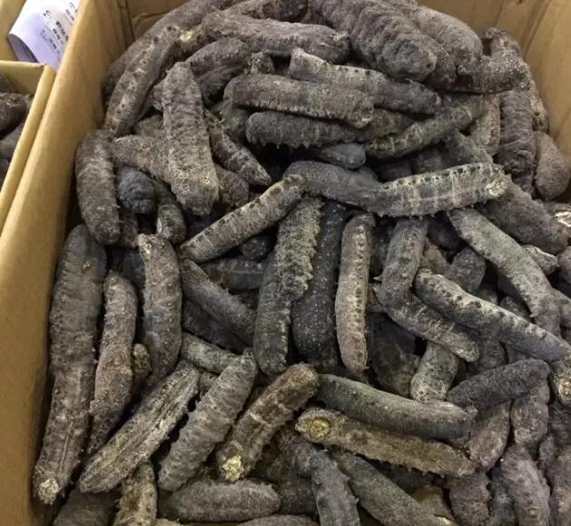 你知道世界上的鱼类有多少个,你知道的海底世界有多少种鱼