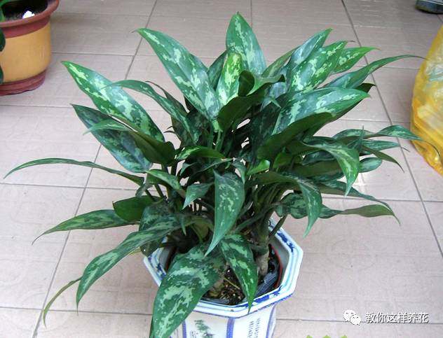 万年青如何养才茂盛,万年青怎么养才能更旺盛