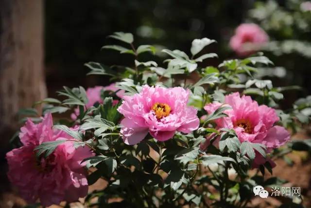 经历着狂风暴雨,经历了狂风暴雨就没法忍受