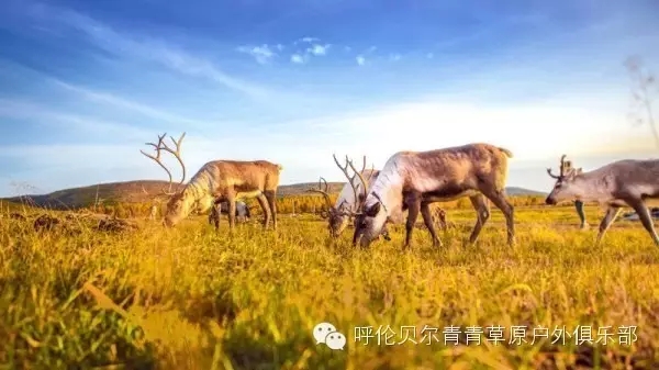 呼伦贝尔自由行攻略,呼伦贝尔自由行