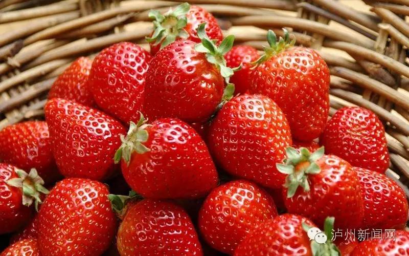 泸州哪些地方可以摘草莓,贵阳摘草莓摘桑葚摘樱桃地方