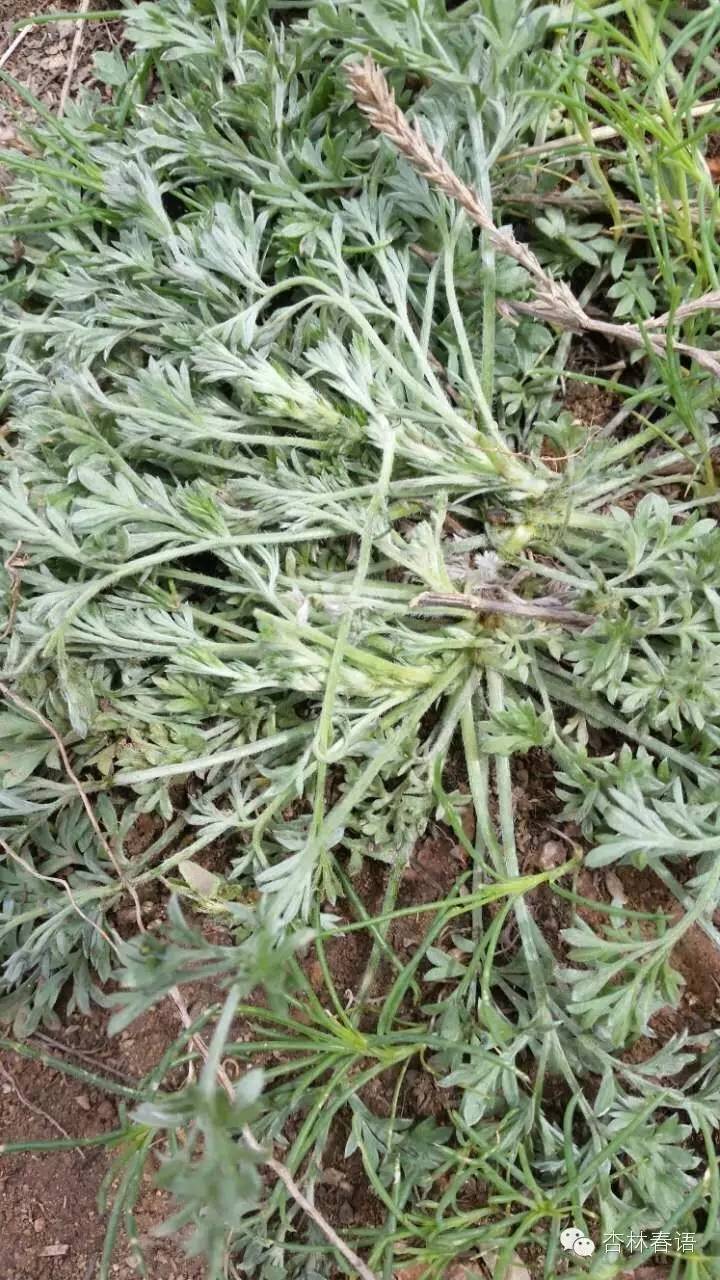 石家庄市中医院慧眼识草药第二季——周日再次进西山啦！