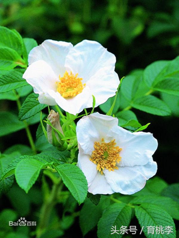 蔷薇玫瑰月季一年开几次花,怎么区分月季蔷薇和玫瑰