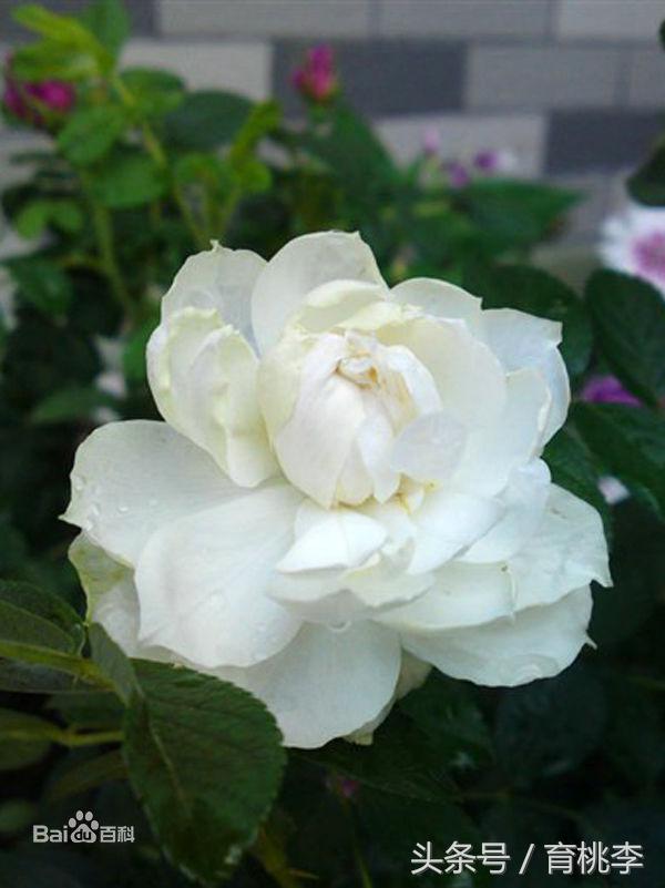 蔷薇玫瑰月季一年开几次花,怎么区分月季蔷薇和玫瑰