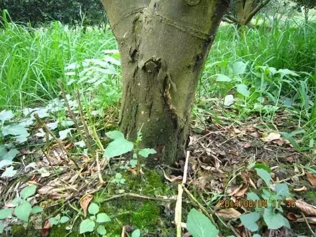 柑橘脚腐病防治视频,柑橘脚腐病是什么原因