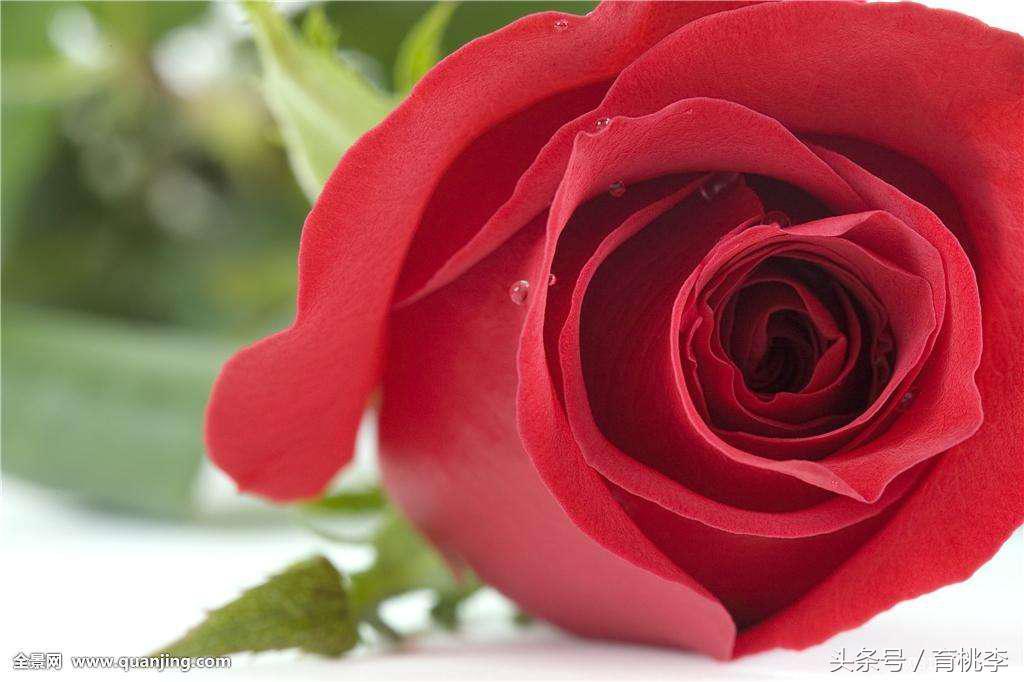 蔷薇玫瑰月季一年开几次花,怎么区分月季蔷薇和玫瑰