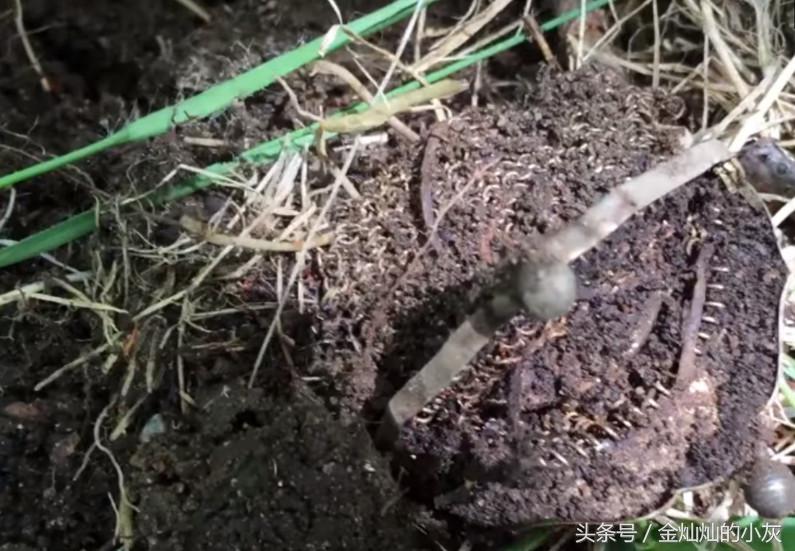 男子在海边捡到一个奇怪的东西,男子捡到奇怪物