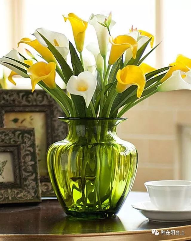 彩色马蹄莲如何开花多点,彩色马蹄莲怎么养才开花快