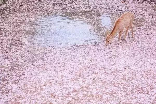 河津赏花一日游最佳去处,日本河津早樱最佳季节