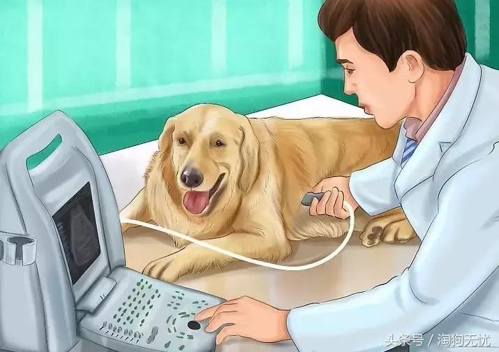 狗狗怀孕了你都不知道？先来学习狗狗怀孕知识吧！