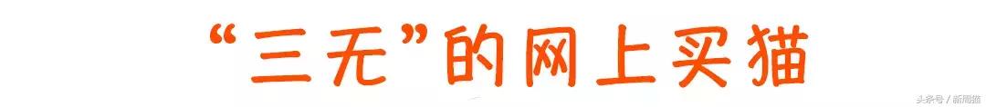 网上买的猫靠不靠谱,买猫最好到宠物店买还是到网上买