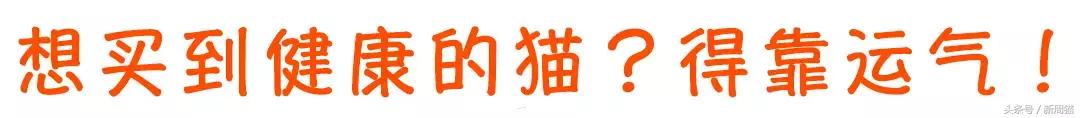 网上买的猫靠不靠谱,买猫最好到宠物店买还是到网上买