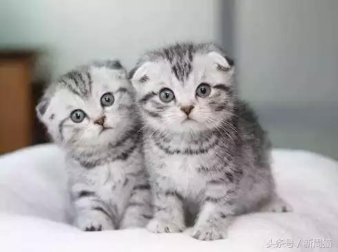 网上买的猫靠不靠谱,买猫最好到宠物店买还是到网上买