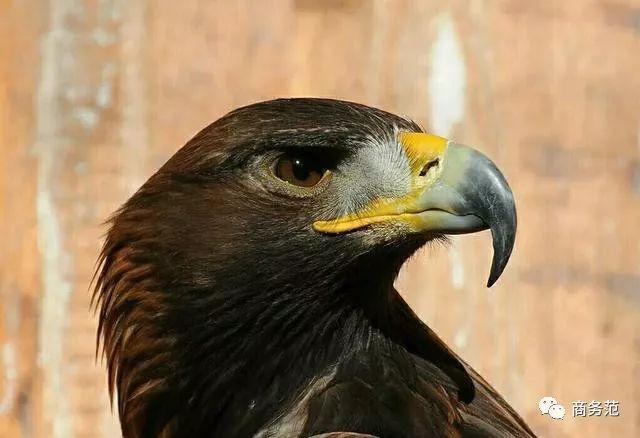 顶级腕表有哪些,真正懂表的人朗格