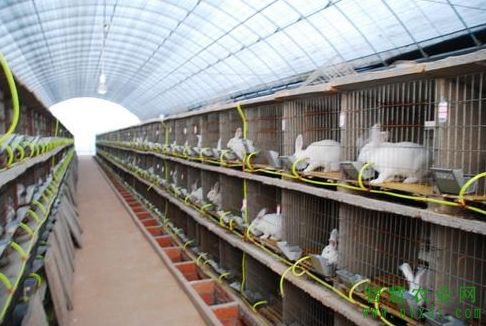 獭兔幼兔的饲养管理技术,水貂与獭兔饲养管理的相似之处