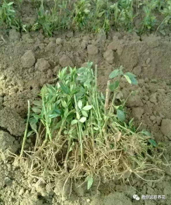 迎春花从幼苗养到老桩要多久,春天花儿竞相开放迎春花怎么养