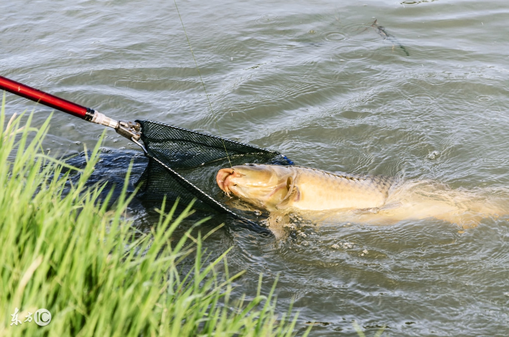 黑坑钓上来的鱼老板怎么处理,黑坑钓青鱼怎么破解老板的招数
