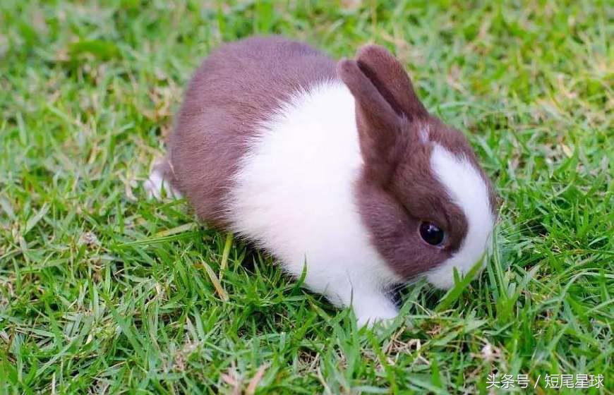 这个季节的兔子,该怎么养兔子兔子一年都不会死
