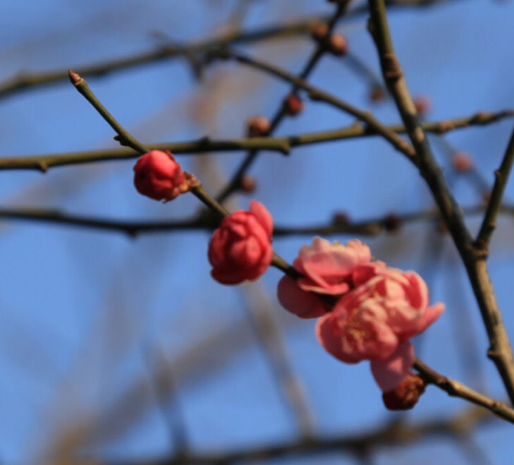 周一漫步隋唐植物园赏桃花,洛阳隋唐植物园春光