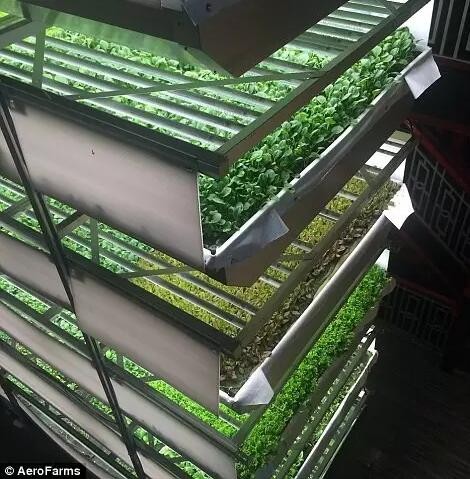 植物灯市场前景怎么样,植物照明市场占比