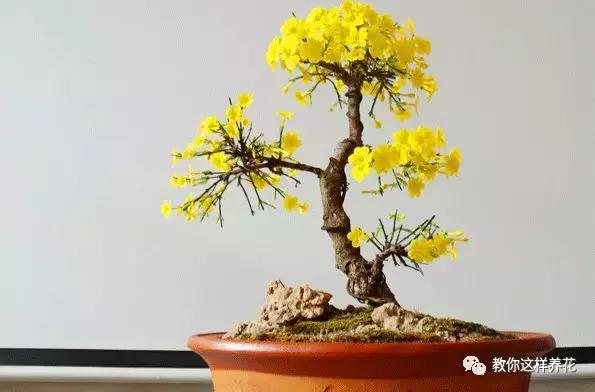 迎春花从幼苗养到老桩要多久,春天花儿竞相开放迎春花怎么养