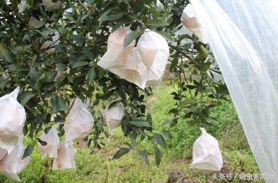 柑橘冻了还能补救吗,柑橘防寒抗冻吗