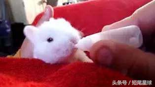 这个季节的兔子,该怎么养兔子兔子一年都不会死