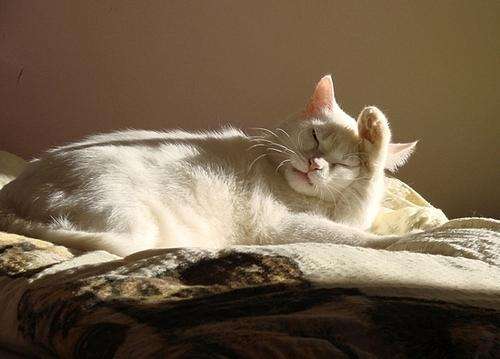 半夜猫叫（小说）——值得深思，讽刺批判着什么！