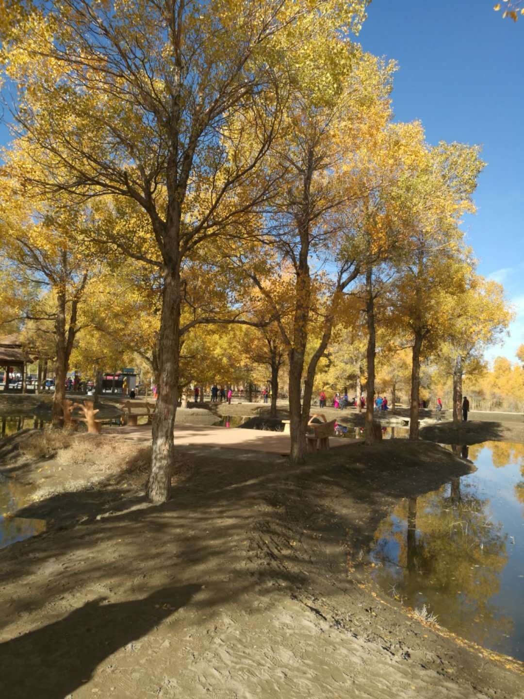 西北胡杨林旅游攻略,大西北环线胡杨林十日游