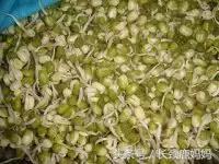 有机豆苗和西兰花营养,各种春季种的蔬菜苗