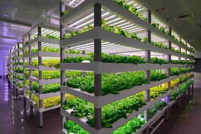 植物灯市场前景怎么样,植物照明市场占比