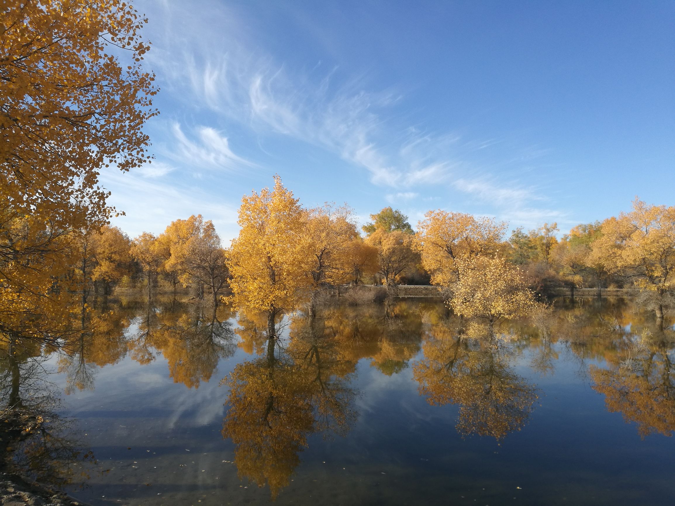 西北胡杨林旅游攻略,大西北环线胡杨林十日游